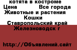 котята в костроме › Цена ­ 2 000 - Все города Животные и растения » Кошки   . Ставропольский край,Железноводск г.